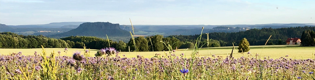 Blick zum Lilienstein von Rathewalde